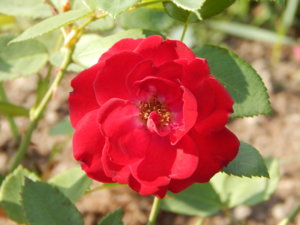 DSCN8136.JPG