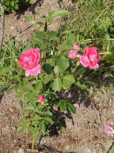 DSCN8137.JPG