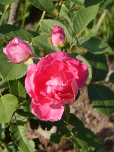 DSCN8142.JPG