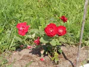 DSCN8133.JPG