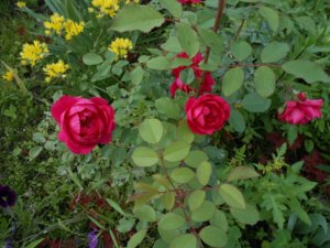 DSCN1680.jpg