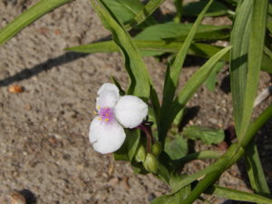 DSCN8158.JPG