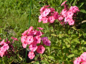 DSCN8096.JPG