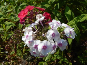 DSCN8099.JPG