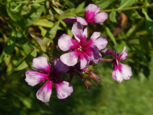 DSCN8101.JPG