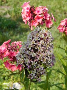 DSCN8167.JPG