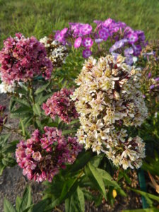 DSCN7958.JPG