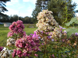 DSCN7960.JPG