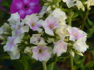 DSCN7963.JPG
