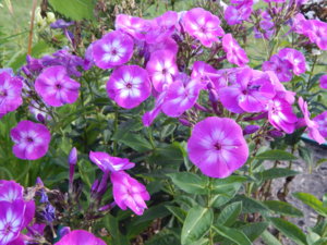 DSCN7974.JPG