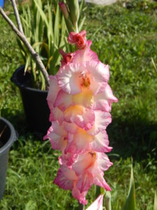 DSCN8095.JPG