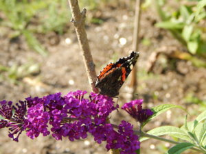 DSCN8112.JPG