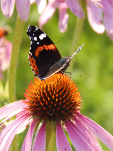 DSCN8118.JPG