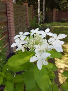 20180807_113547.jpg