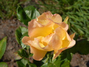 DSCN8091.JPG