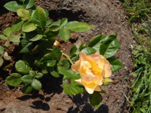 DSCN8092.JPG