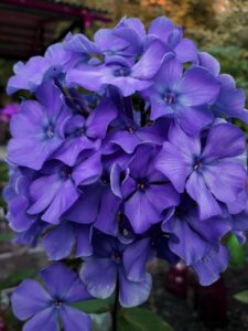 IMG_20180901_220125.jpg