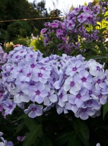 IMG_20180901_220216.jpg