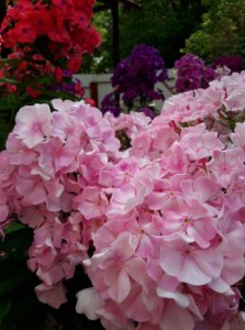 IMG_20180901_220211.jpg