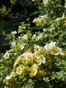 20180807_115323.jpg
