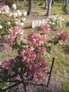 2018-08-27 10-17-49.JPG
