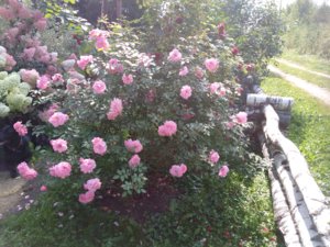 2018-09-01 12-23-58.JPG