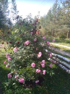 2018-08-27 10-11-57.JPG