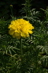 img-p-1090420_resize.jpg