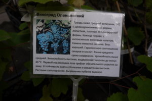 P1090538_resize.JPG