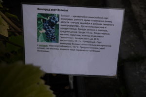 P1090539_resize.JPG
