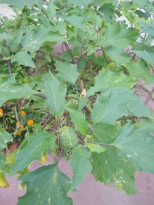 IMG_20180905_175328.jpg