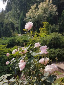 20180814_105212.jpg