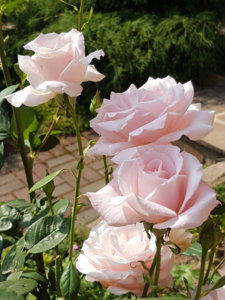 20180814_105233.jpg