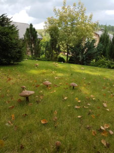 20180830_142353.jpg