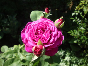 DSC07648.JPG