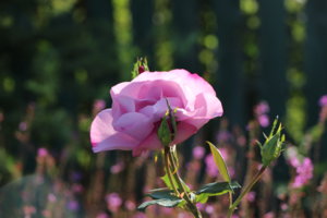 IMG_9453.JPG