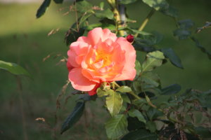 IMG_9528.JPG