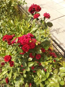 IMG_20180830_131544.jpg