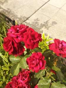 IMG_20180830_131556.jpg