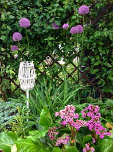 bergenia_and_alliums_021.jpg