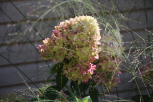 IMG_9542.JPG