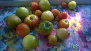 2015-08-04 08-49-49.JPG
