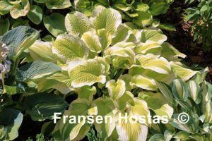 Hosta Delta-Dawn-photo-made-by-Gromit-21.jpg