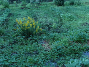 DSC04105.JPG