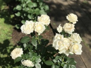 D96F517F-C532-4360-ACBF-6EF88EC0D2FC.jpeg