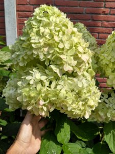 IMG_20180815_112526_HDR.jpg
