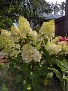 IMG_20180731_094644_HDR.jpg