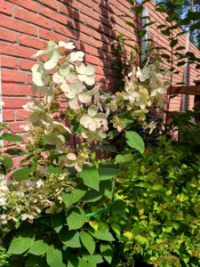 IMG_20180815_113015_HDR.jpg