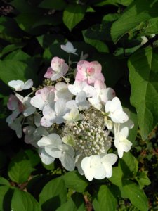 IMG_20180815_112757_HDR.jpg
