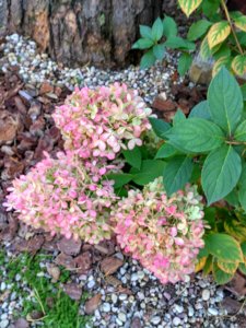 IMG_20180926_101246_HDR.jpg